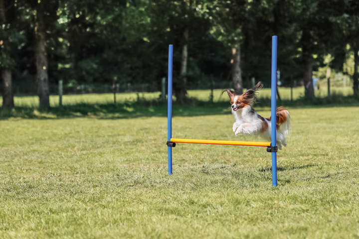 TRIXIE Hunde-Trainingshürde Fun Agility